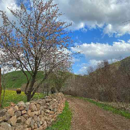 حمزه محمدی فرفری
